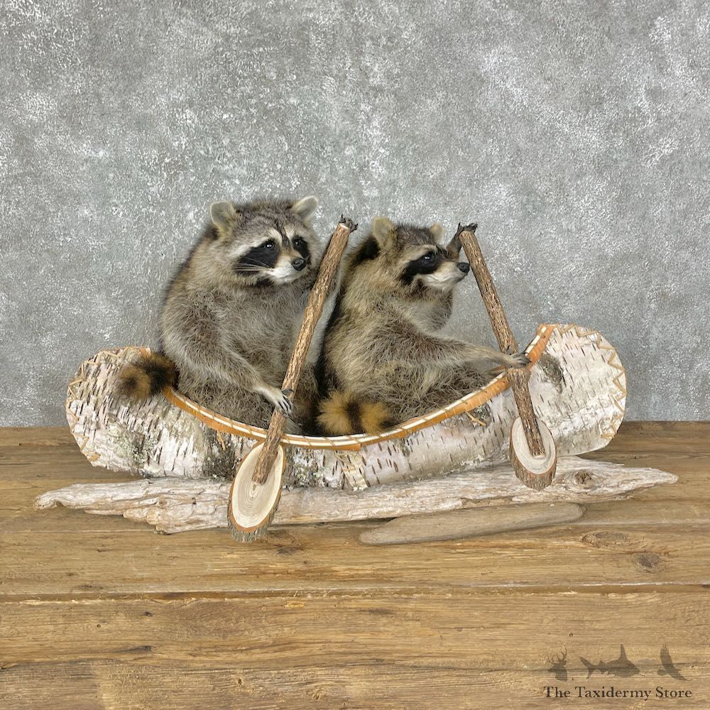 Canoeing Pals Novelty Mount For Sale #25233 @ The Taxidermy Store