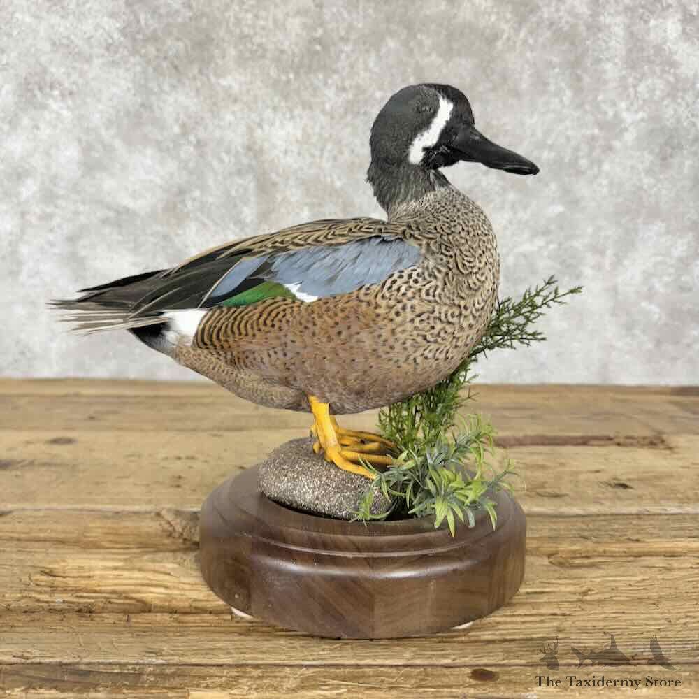 Shoveler x Blue-Winged Teal Cross Duck Mount For Sale #30814 @ The Taxidermy Store