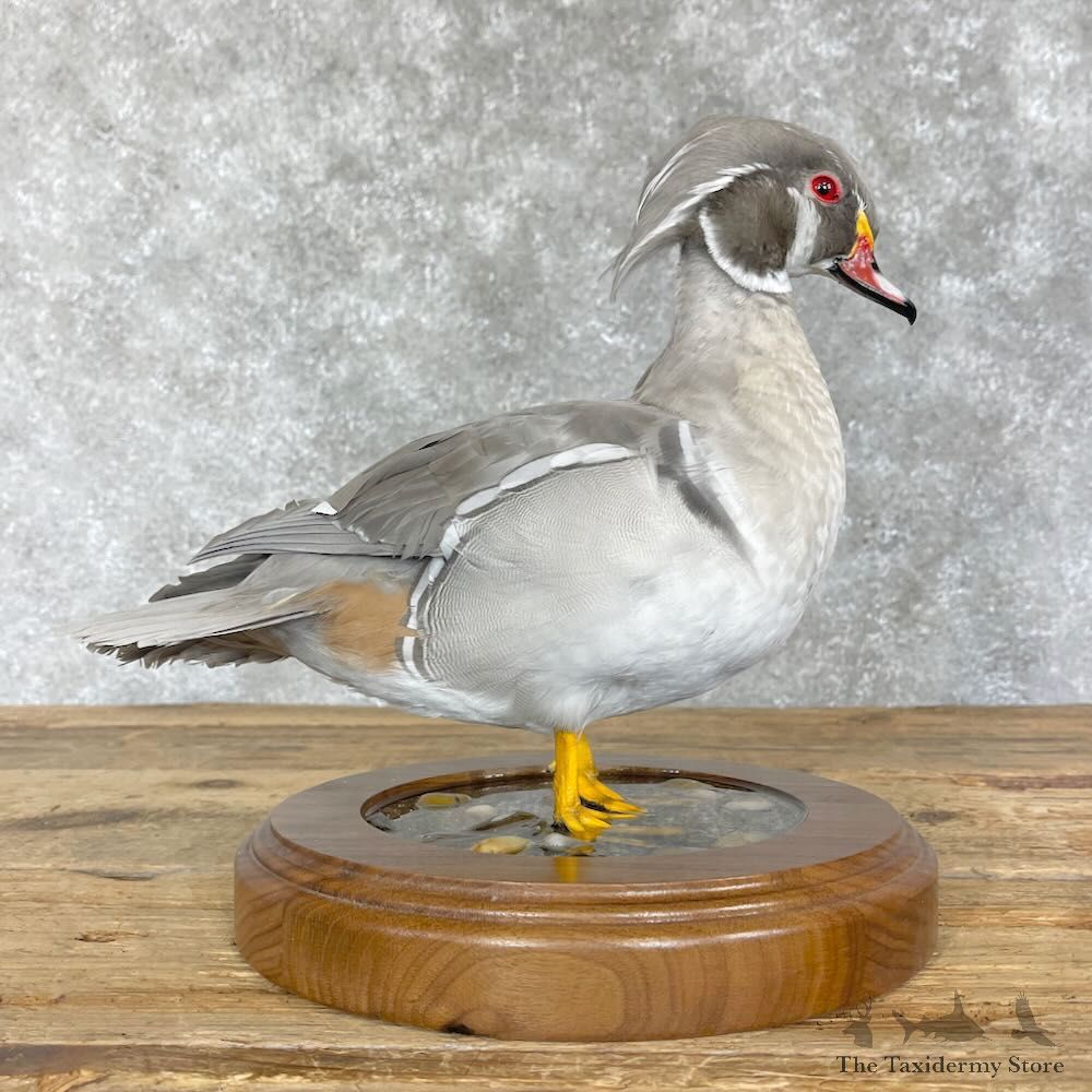 Silver Wood Duck Bird Mount For Sale #28541 - The Taxidermy Store