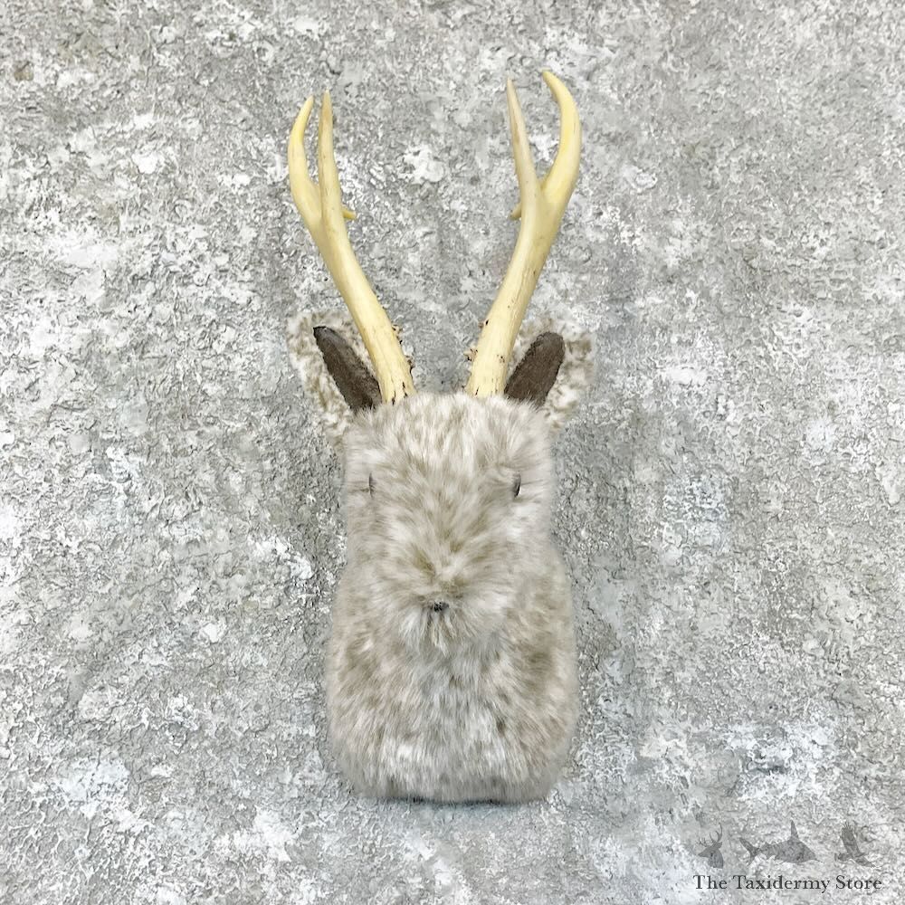 Jackalope Shoulder Mount For Sale #27844 @ The Taxidermy Store