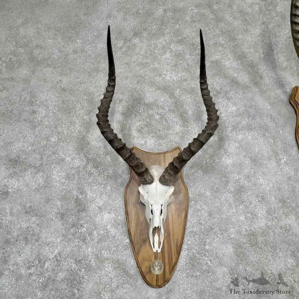 African Safari 6 Plaque Match Set Skulls and Horns For Sale #31656 @ The Taxidermy Store