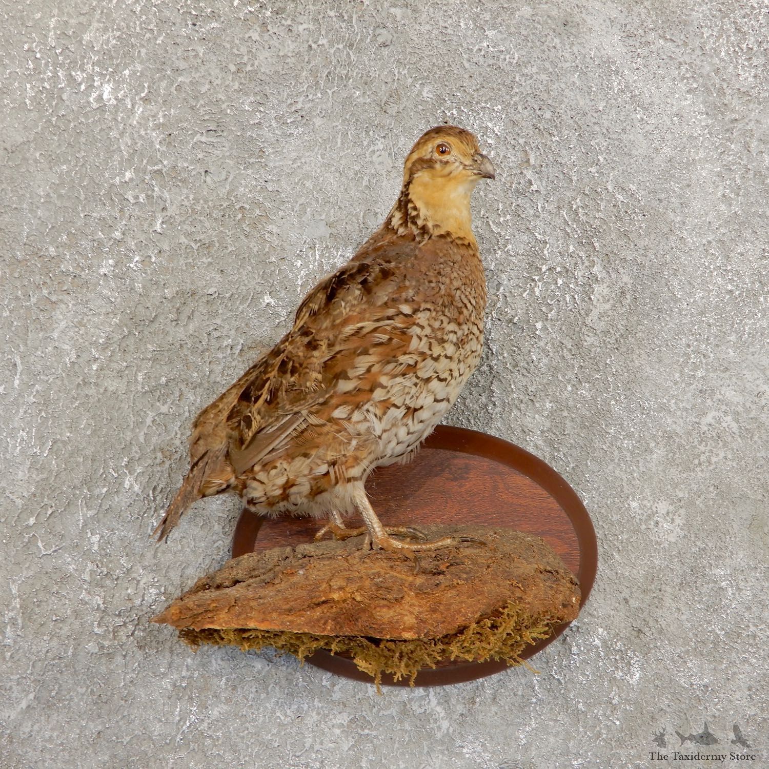Female Bobwhite Quail Bird Mount For Sale #19731 @ The Taxidermy Store