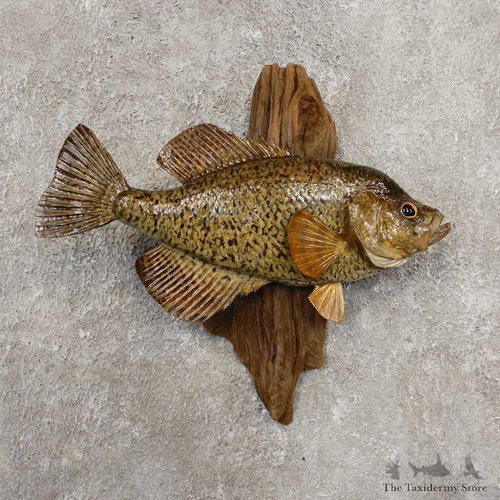 Black Crappie Taxidermy Fish Mount #20933 For Sale @ The Taxidermy Store