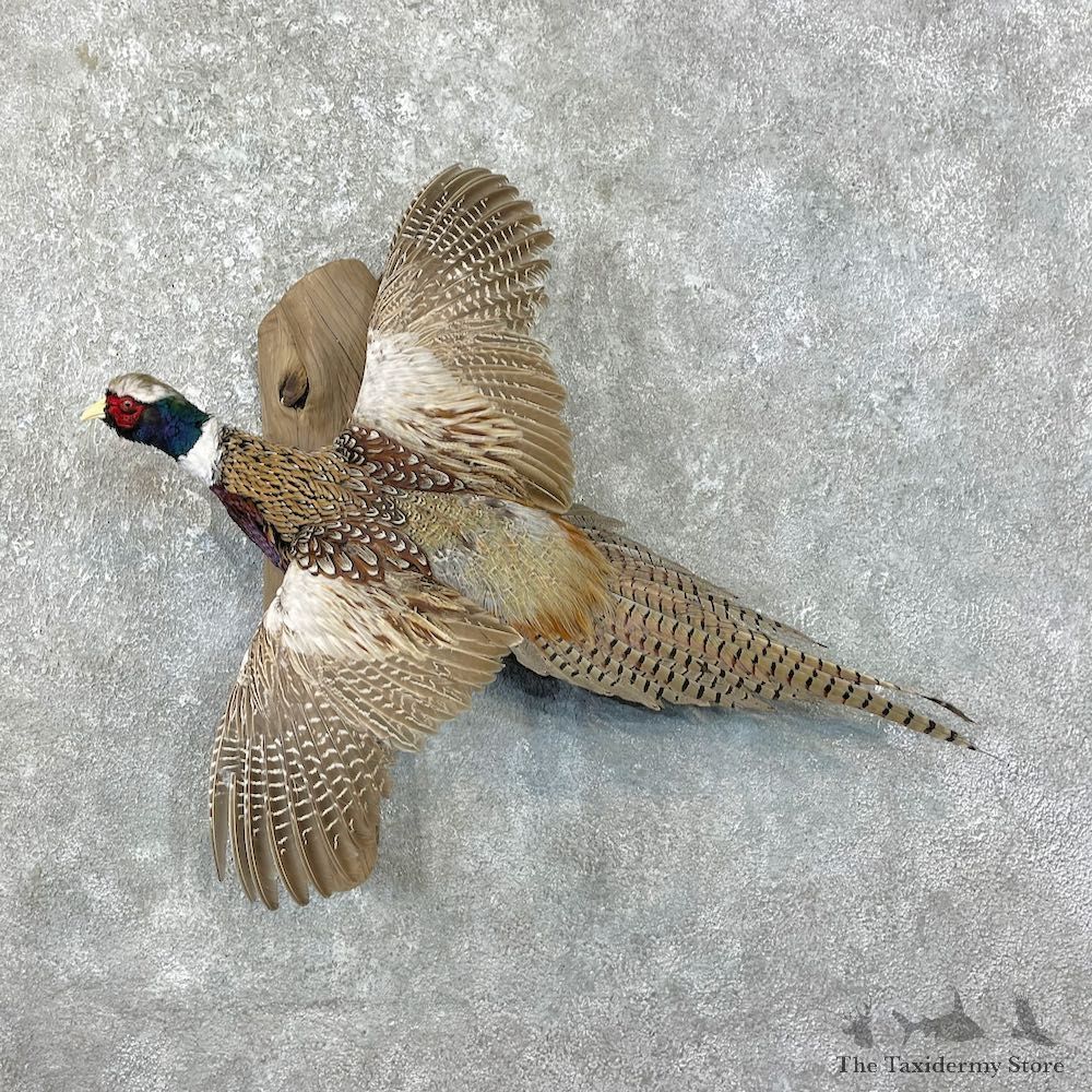 Ringneck Pheasant Bird Mount For Sale #26263 @ The Taxidermy Store