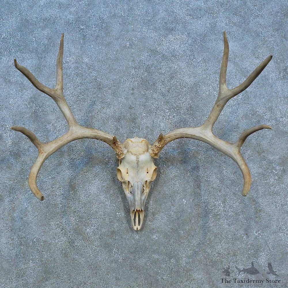 Mule Deer Skull Antler European Mount For Sale #15525 @ The Taxidermy Store