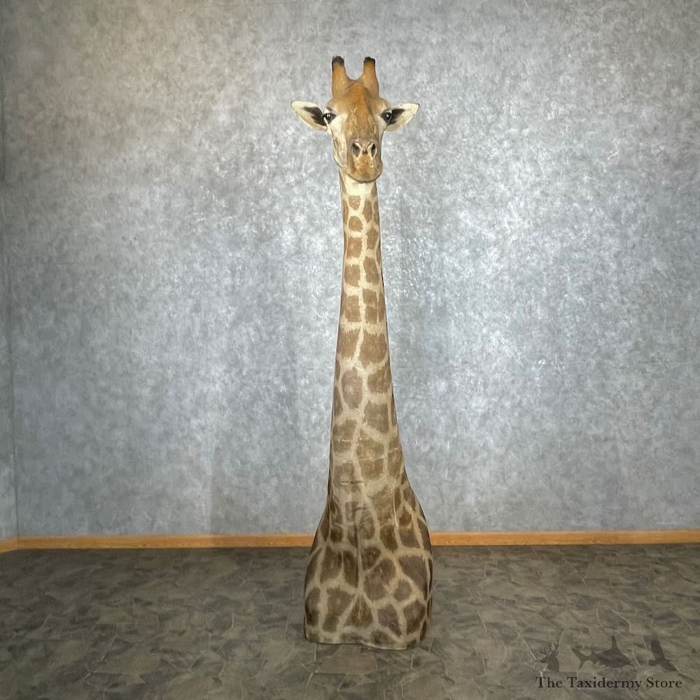 Giraffe Pedestal Shoulder Mount For Sale #27428 @ The Taxidermy Store