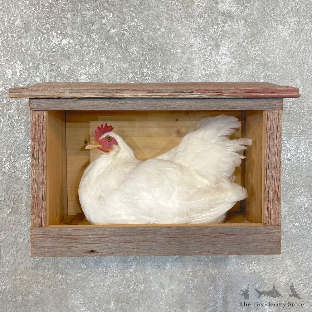 Domestic Chicken Rooster Bird Mount For Sale #24110 @ The Taxidermy Store