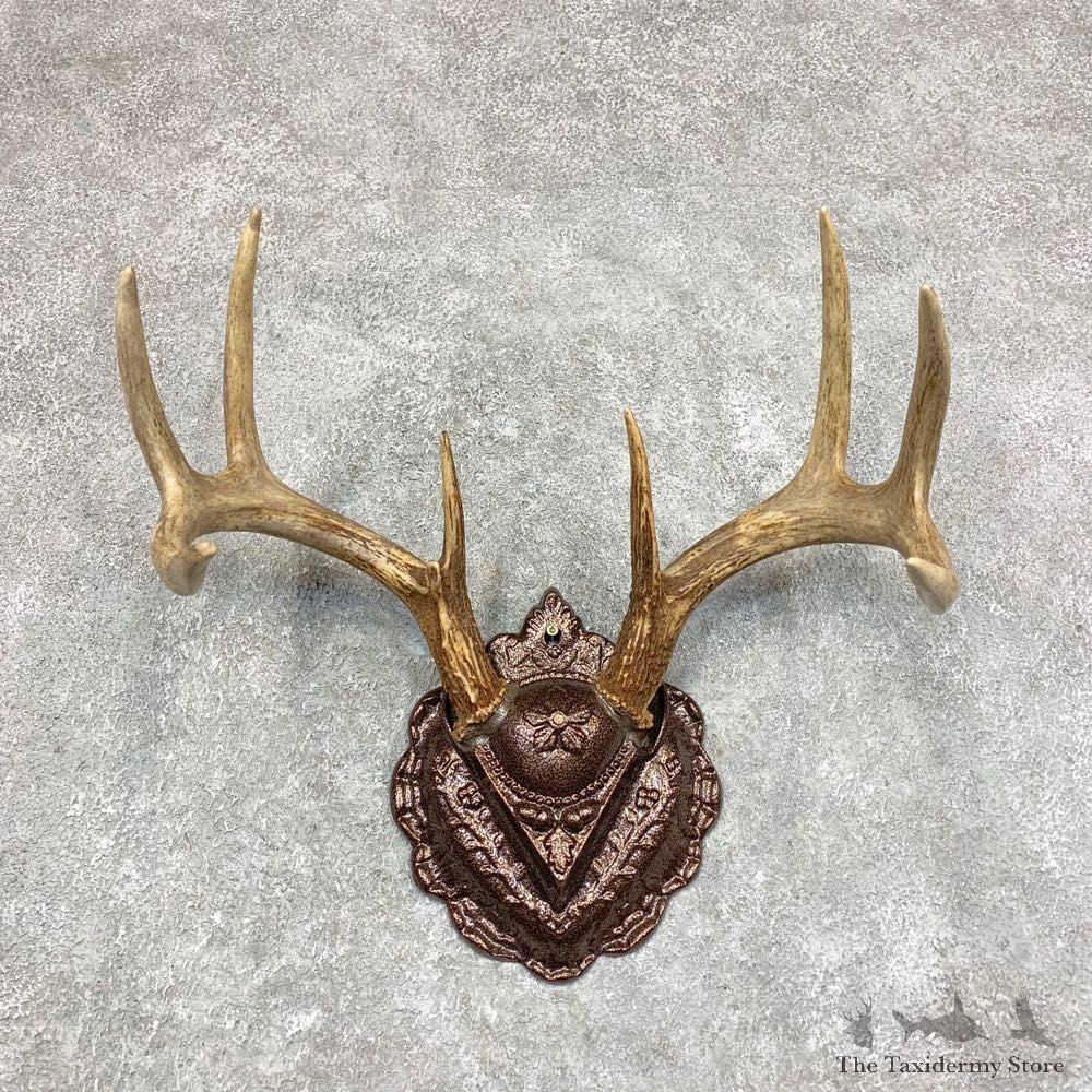 Whitetail Deer Antler Plaque Mount For Sale #21791 @ The Taxidermy Store