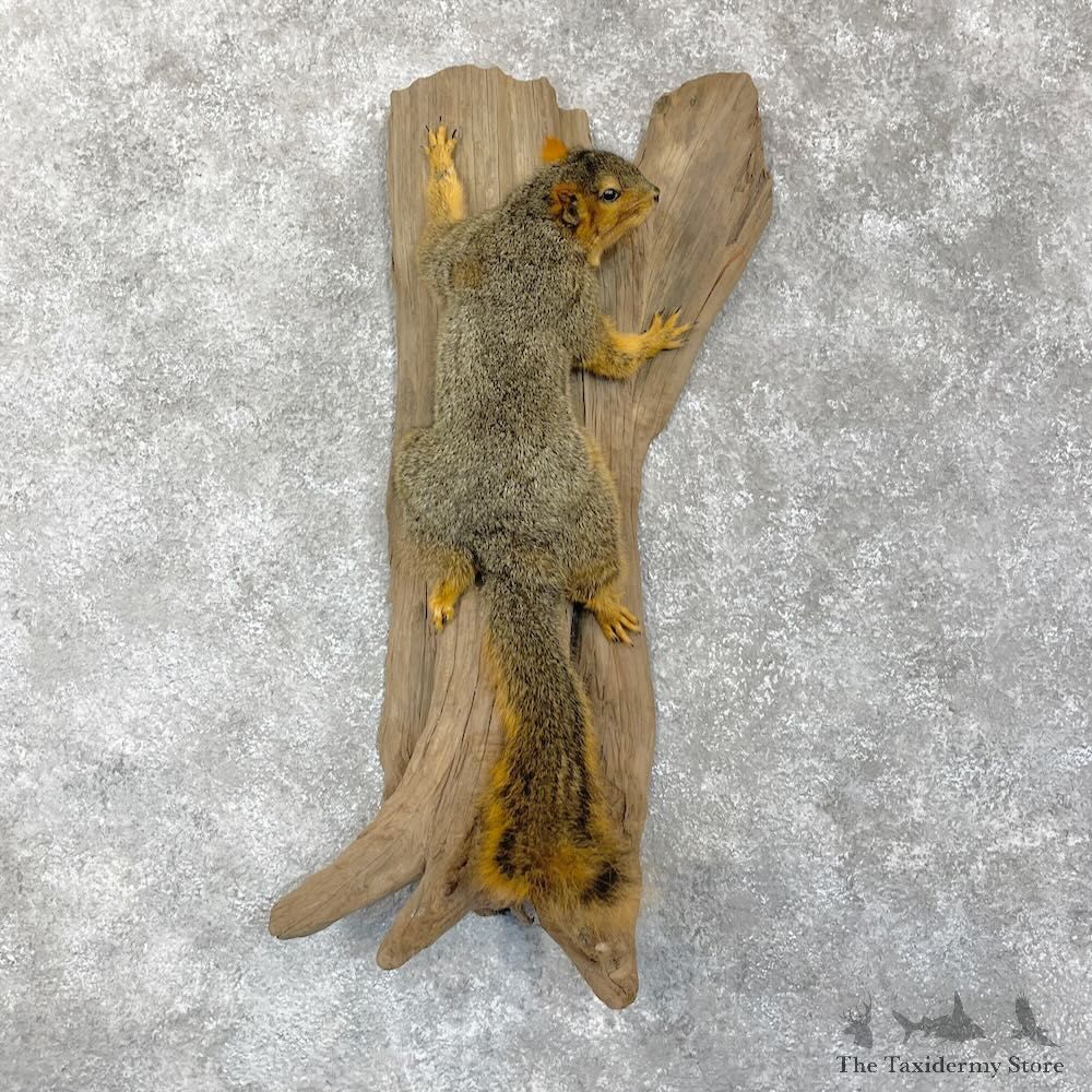 Fox Squirrel Mount For Sale #28089 @ The Taxidermy Store