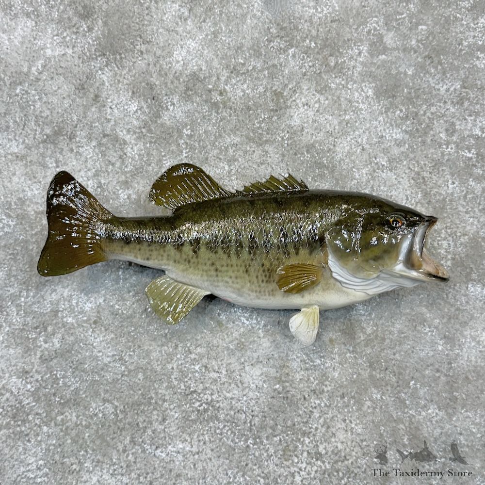 Largemouth Bass Fish Mount For Sale #29819 @ The Taxidermy Store