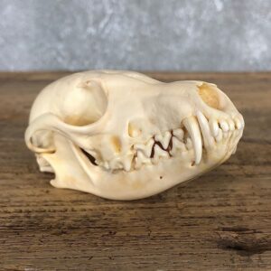 Silver Fox Full Skull Mount For Sale #19836 @ The Taxidermy Store