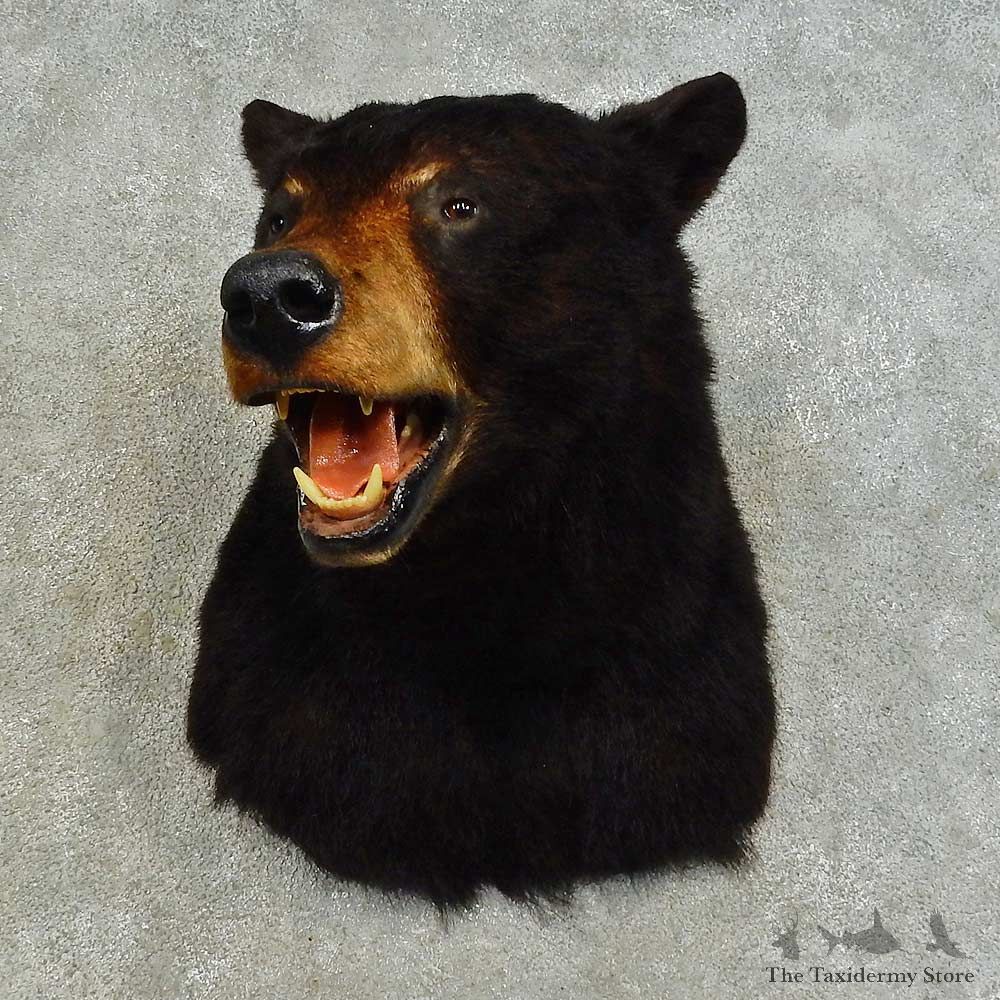 Black Bear Shoulder Mount For Sale #16345 @ The Taxidermy Store