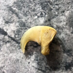 Mountain Lion Cougar Taxidermy Authentic Claw #19362 For Sale @ The Taxidermy Store