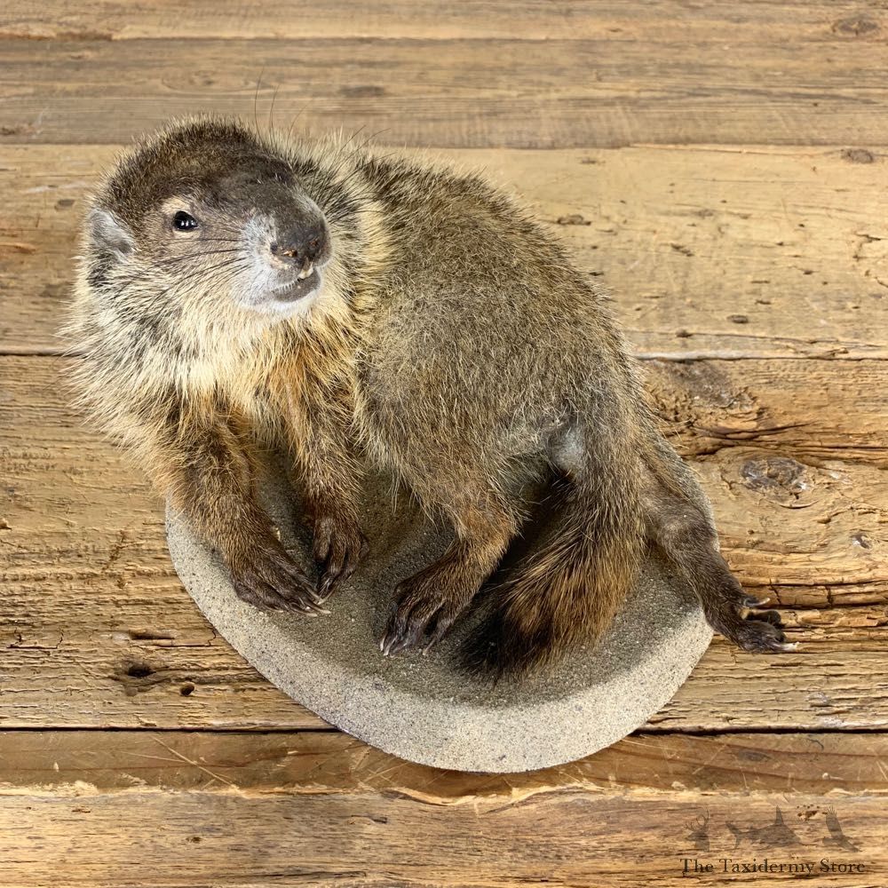 Groundhog Life-Size Mount For Sale #21694 @ The Taxidermy Store
