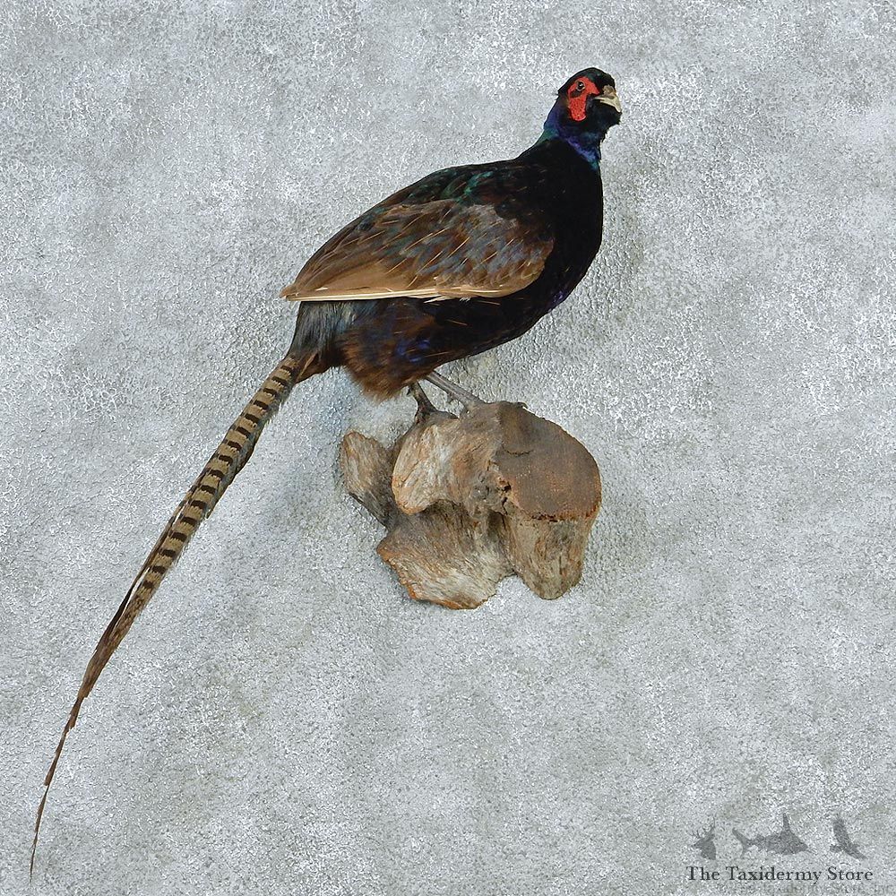 'Black' Green Pheasant Life Size Taxidermy Mount M1 #12802 For Sale @ The Taxidermy Store
