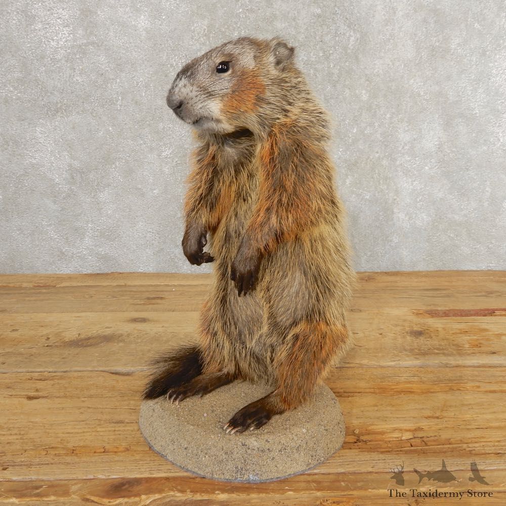 Groundhog Life-Size Mount For Sale #21309 @ The Taxidermy Store