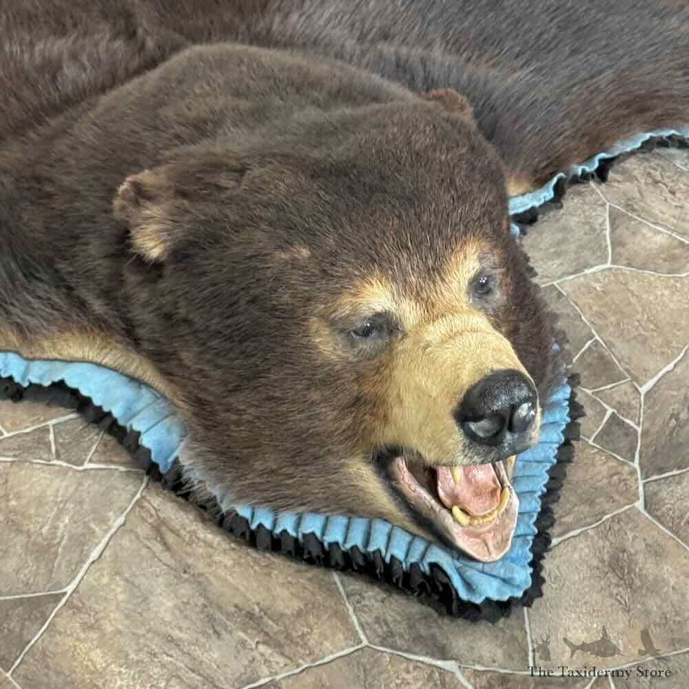 Black Bear Full-Size Rug For Sale #31034 @ The Taxidermy Store