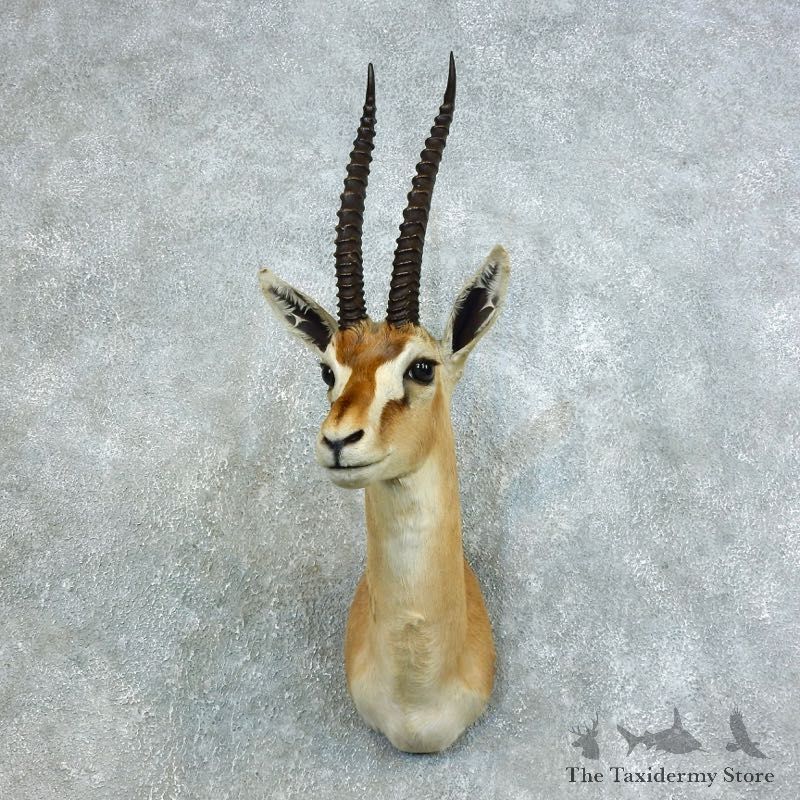 African Thomson's Gazelle Shoulder #18453 - For Sale @ The Taxidermy Store