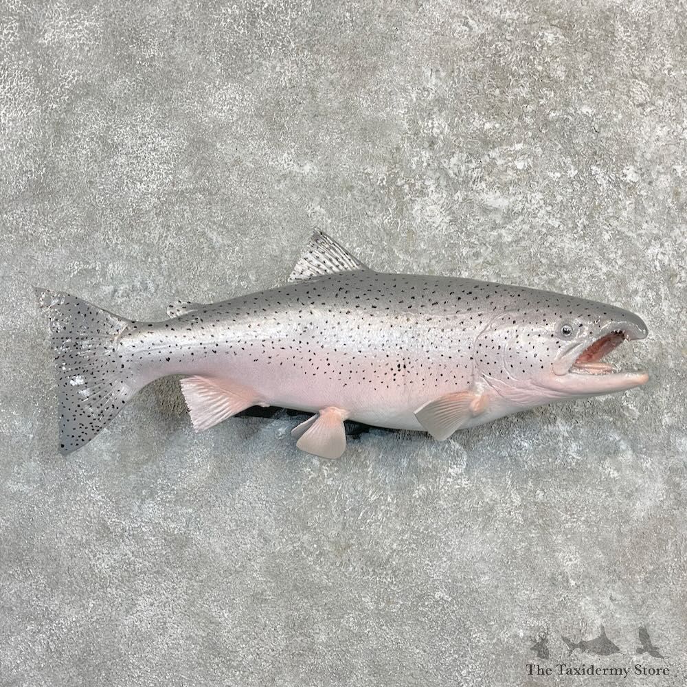Coho Salmon Fish Mount For Sale #27237 @ The Taxidermy Store