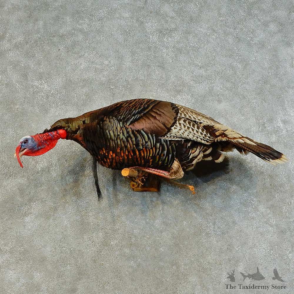 Eastern Turkey Bird Mount For Sale #16354 @ The Taxidermy Store
