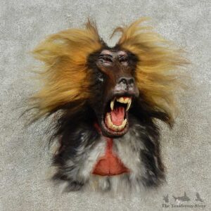 Reproduction Gelada Baboon Shoulder Mount For Sale #16603 @ The Taxidermy Store