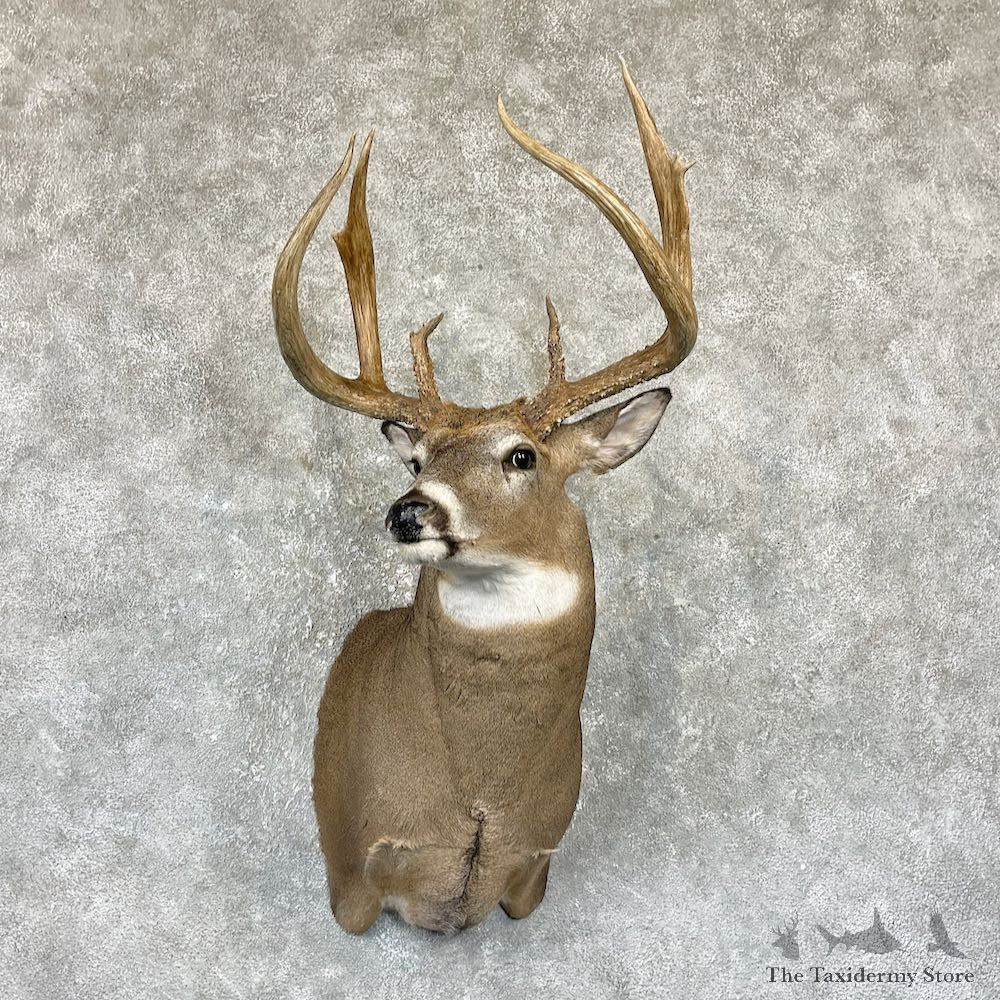 Whitetail Deer Shoulder Mount For Sale #26315 @ The Taxidermy Store