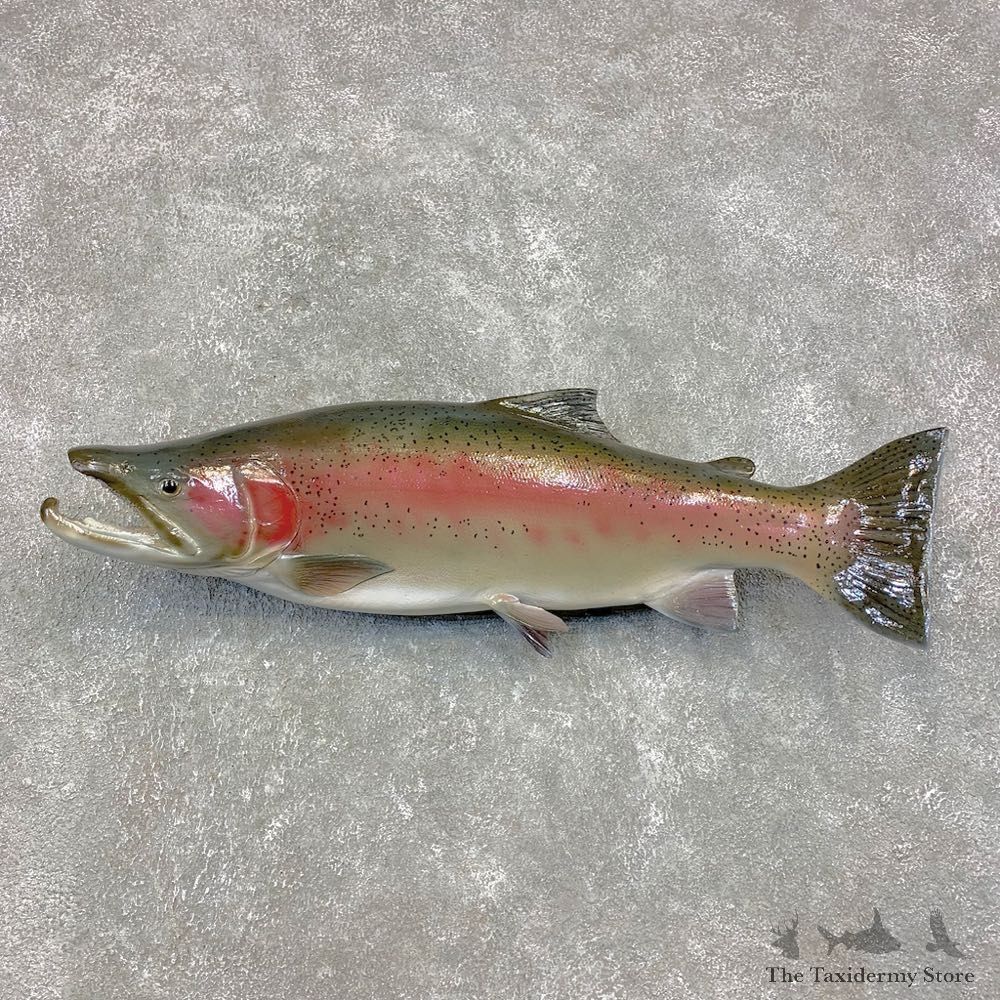 Steelhead Fish Mount For Sale #21459 @ The Taxidermy Store
