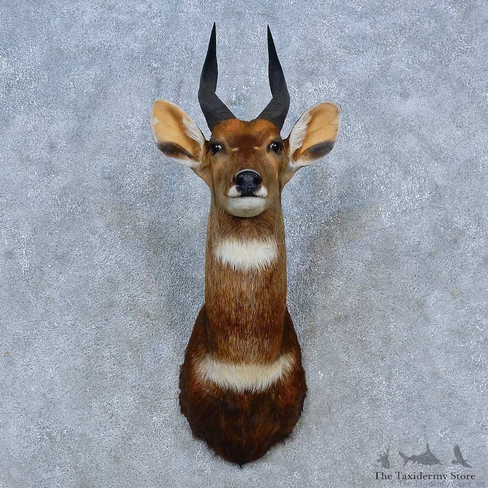 Cape Bushbuck Shoulder Mount For Sale #15289 @ The Taxidermy Store