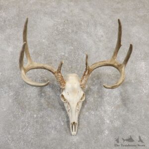 Whitetail Deer Skull European Mount For Sale #20170 @ The Taxidermy Store
