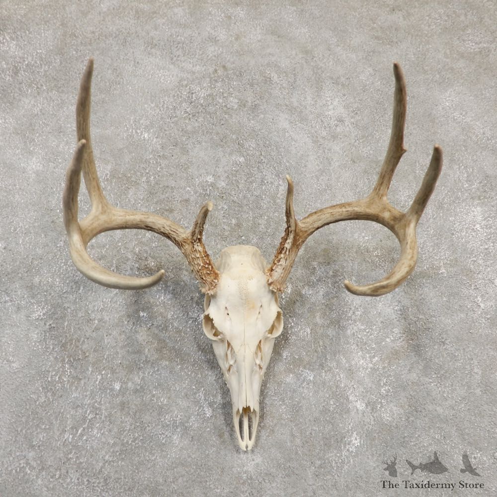 Whitetail Deer Skull European Mount For Sale #20170 @ The Taxidermy Store