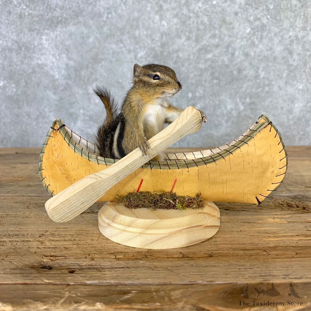Canoe Chipmunk Novelty Mount For Sale #23241 @ The Taxidermy Store