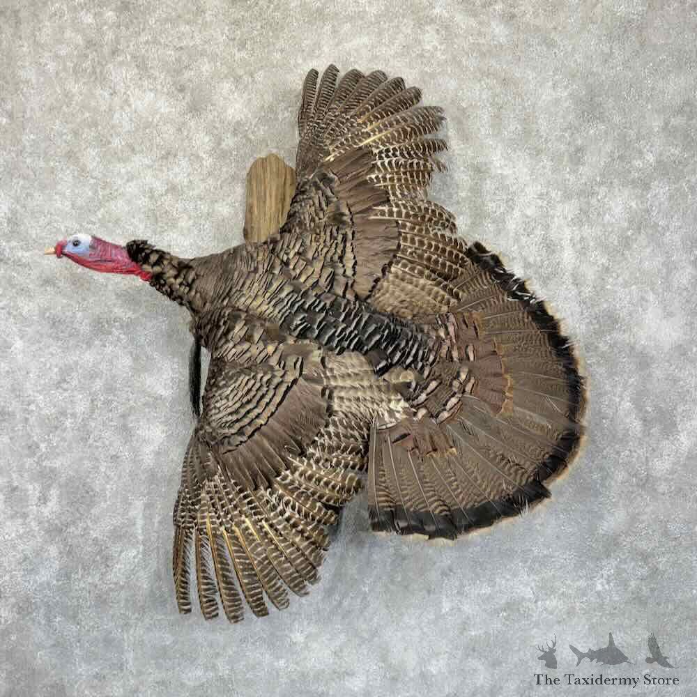 Eastern Turkey Bird Mount For Sale #31905 @ The Taxidermy Store