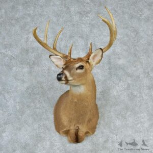 Whitetail Deer Shoulder Taxidermy Head Mount #12746 For Sale @ The Taxidermy Store
