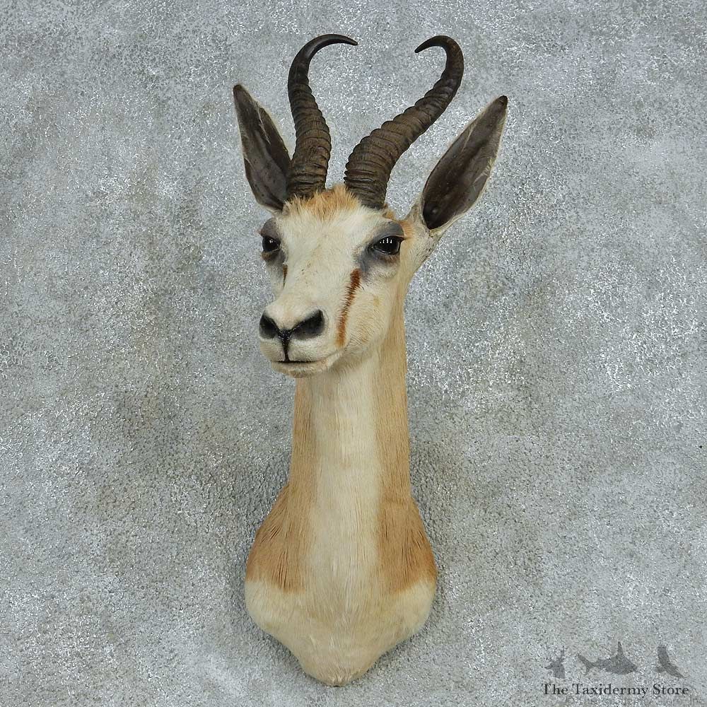 African Springbok Shoulder Mount #13479 For Sale @ The Taxidermy Store