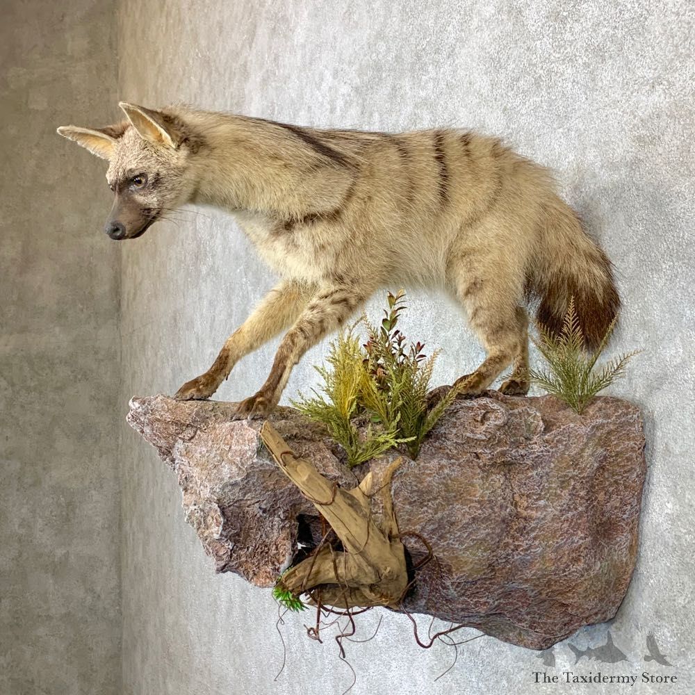 African Aardwolf Mount For Sale #23172 @ The Taxidermy Store