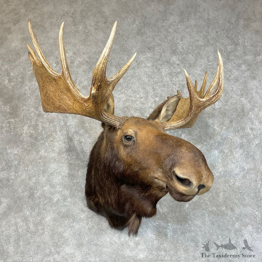 Moose Shoulder Mount For Sale #25709 @ The Taxidermy Store