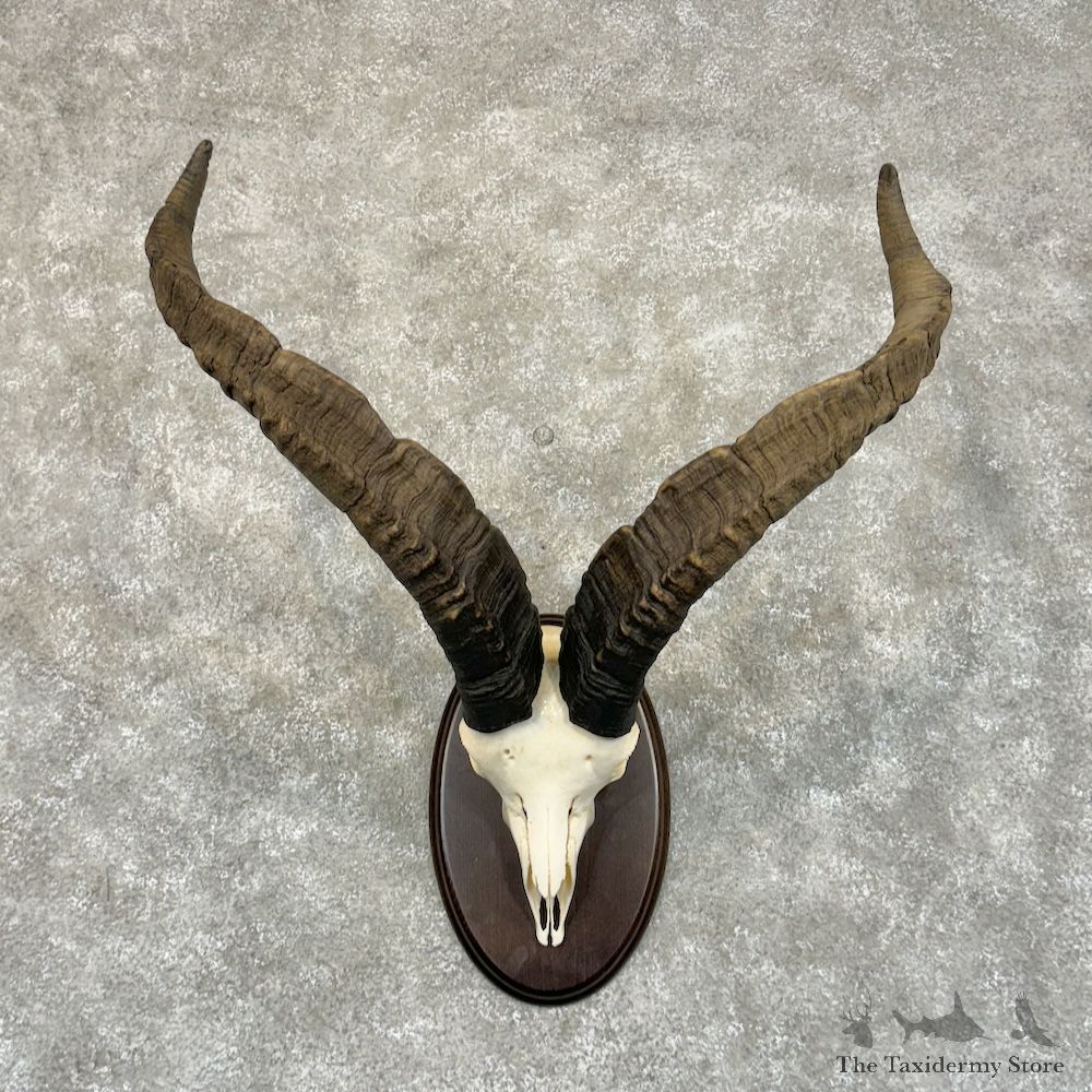 Gredos Ibex Skull Horn European Mount For Sale #29217 @ The Taxidermy Store