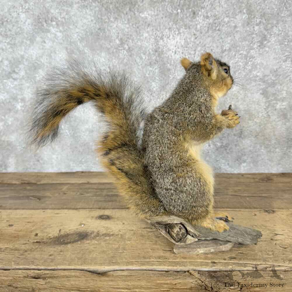Fox Squirrel Life-Size Mount For Sale #30413 @ The Taxidermy Store