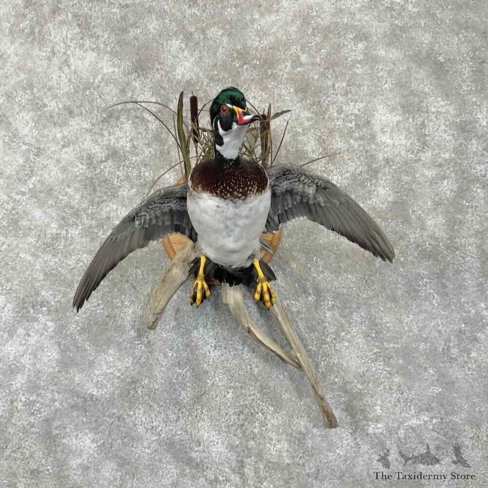 Wood Duck Bird Mount For Sale #30845 @ The Taxidermy Store