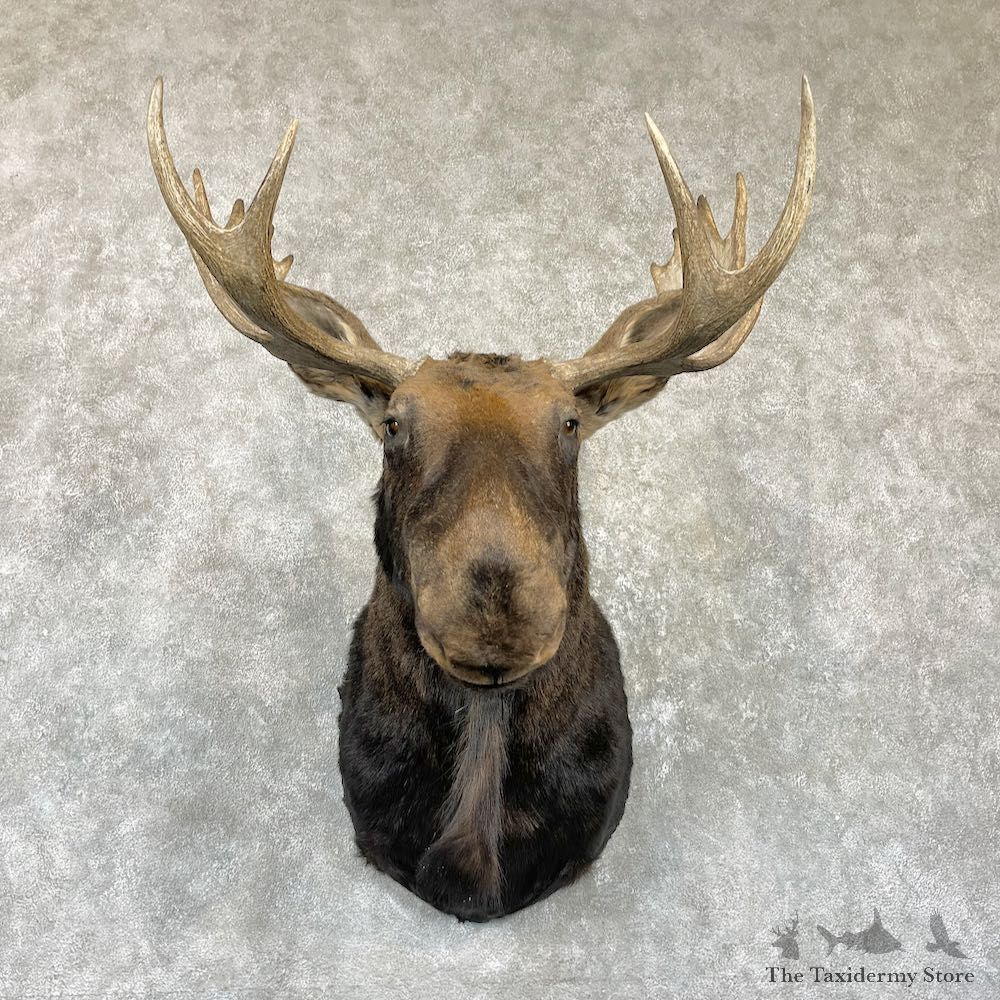 Maine Moose Shoulder Mount For Sale #26475 @ The Taxidermy Store