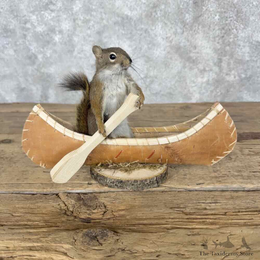 Canoeing Red Pine Squirrel Novelty Mount For Sale #31611 @ The Taxidermy Store