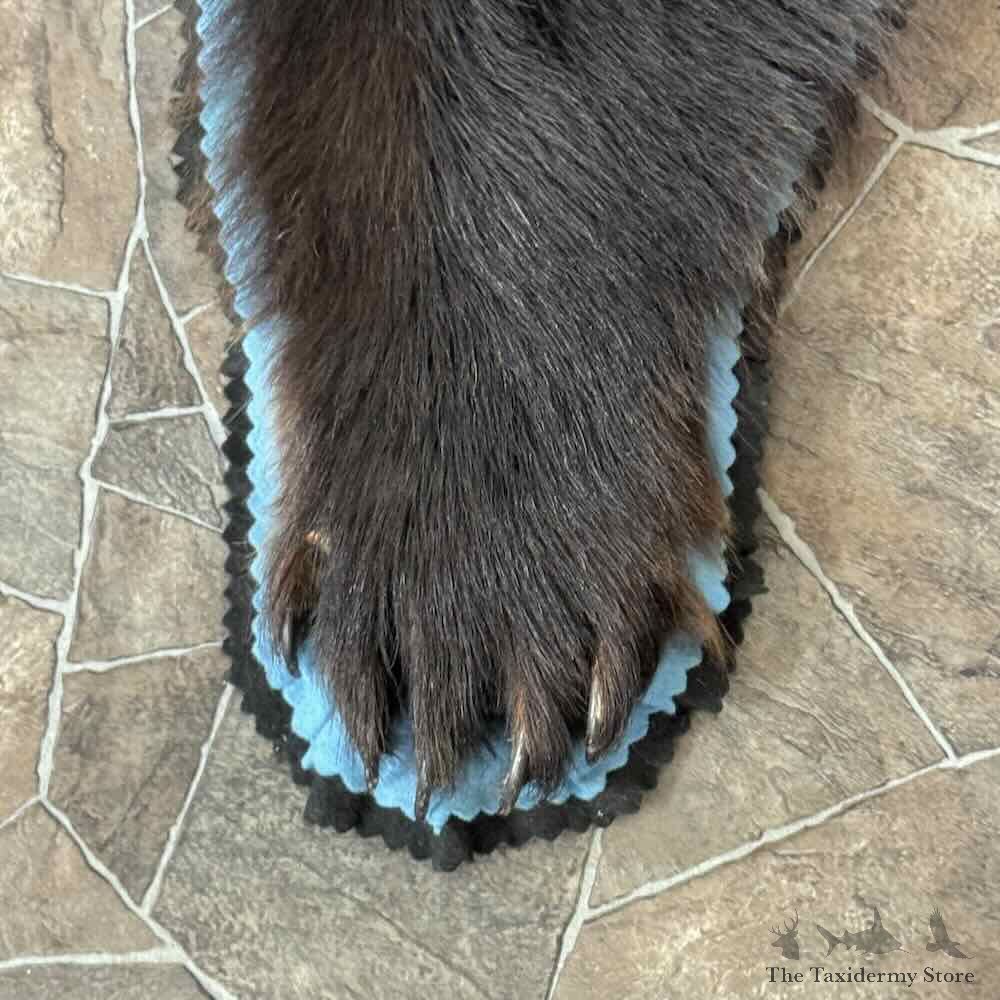 Black Bear Full-Size Rug For Sale #31034 @ The Taxidermy Store