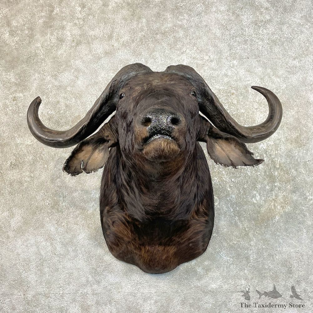 African Cape Buffalo Shoulder Mount For Sale #26072 @ The Taxidermy Store