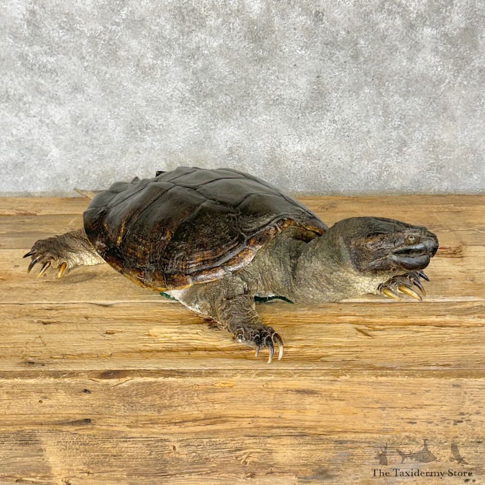 Common Snapping Turtle Mount For Sale #28793 @ The Taxidermy Store