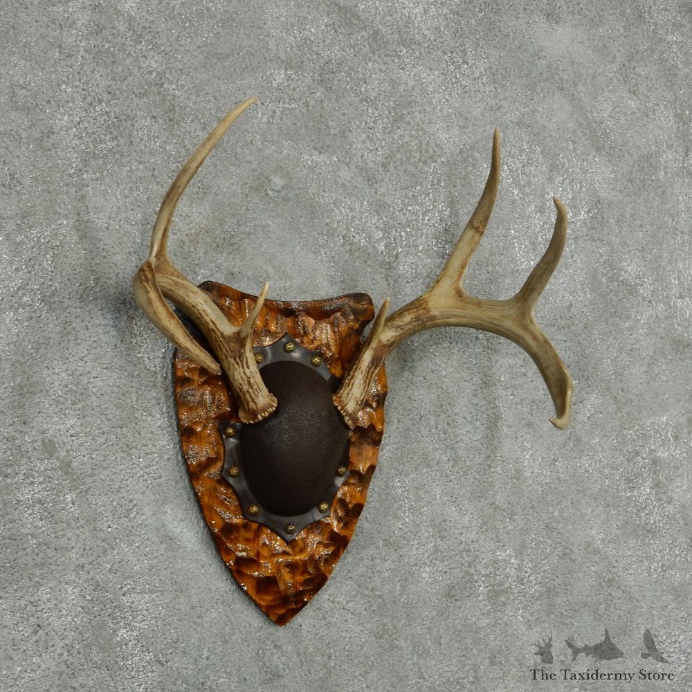 Whitetail Deer Antler Plaque Mount #13773 For Sale @ The Taxidermy Store