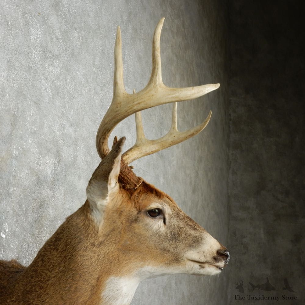 Whitetail Deer Shoulder Mount For Sale #15801 @ The Taxidermy Store