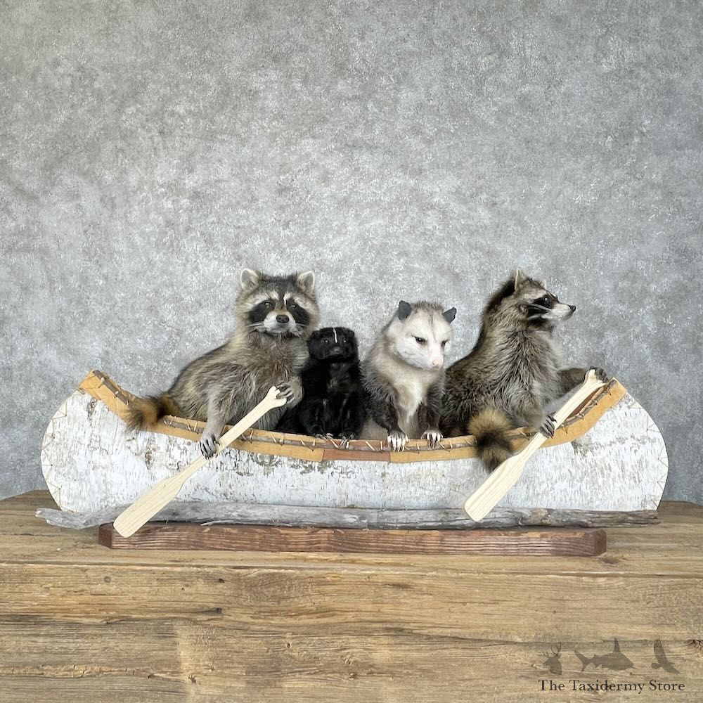Canoeing Pals Novelty Mount For Sale #28239 @ The Taxidermy Store