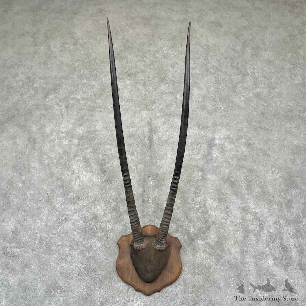 Gemsbok Horn Plaque Mount For Sale #32317 @ The Taxidermy Store