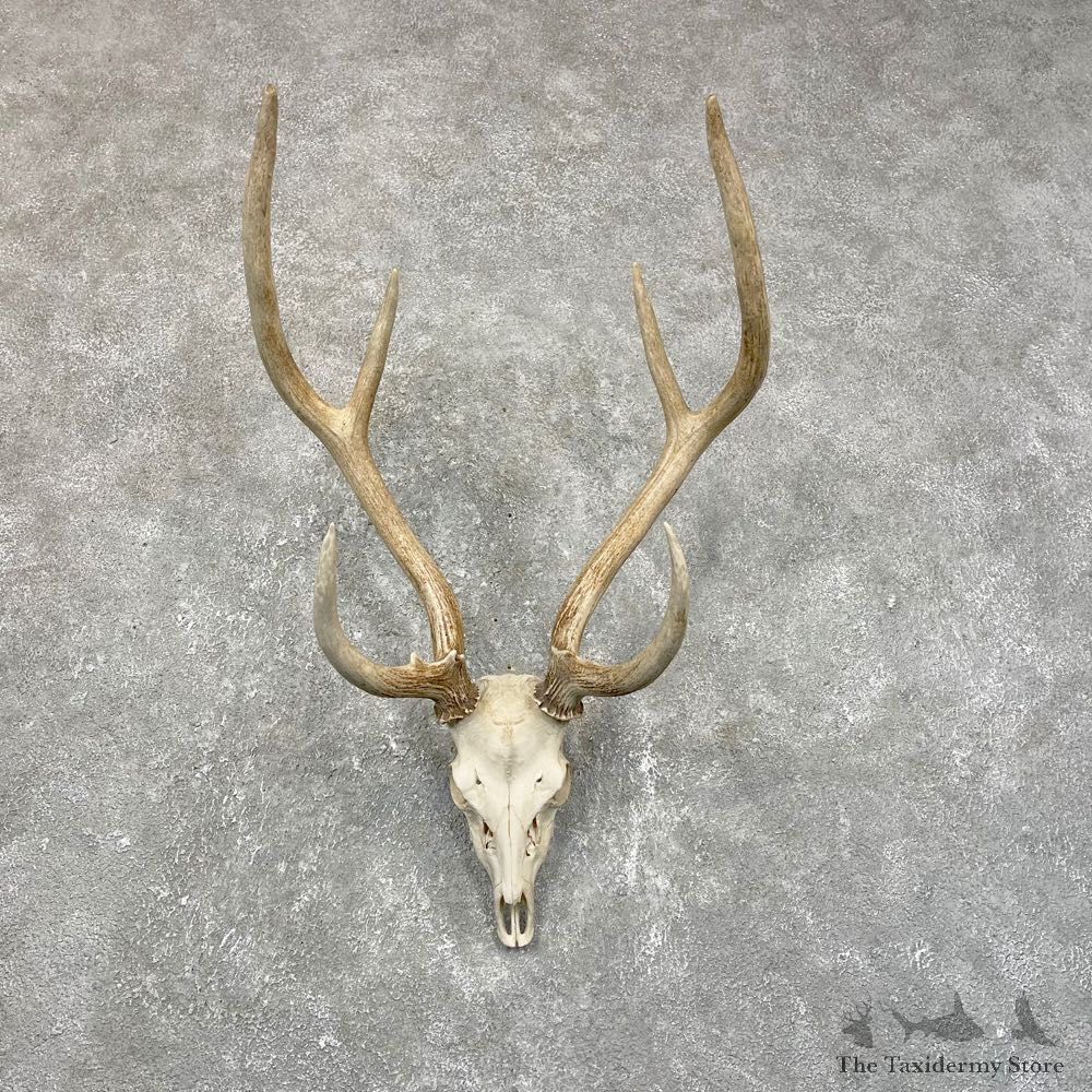 Axis Deer Skull Mount For Sale #24249 @ The Taxidermy Store