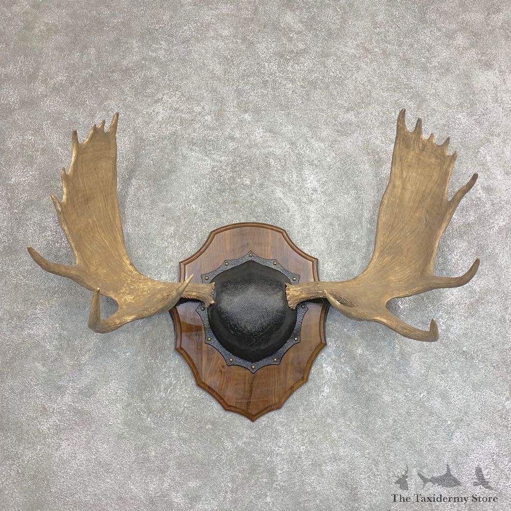 Moose Antler Plaque For Sale #21938 @ The Taxidermy Store